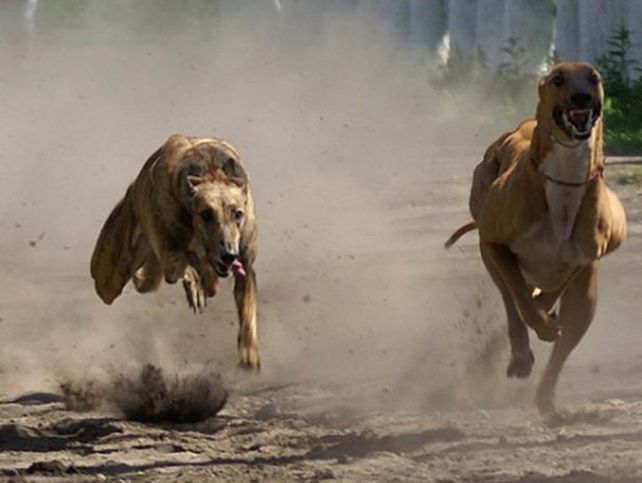 Maltrato. Los defensores de animales fustigan las carreras de perros.