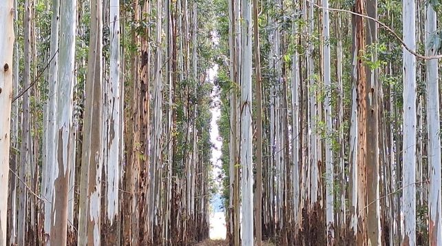 Entre Ríos en rojo por crisis en la citricultura y los sectores arrocero y forestal