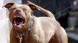 Ataque de perros pitbull: Una mascota no es un adorno: es parte de la familia y necesita cuidados responsables