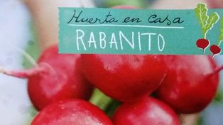 Llevate este viernes la Huerta en Casa