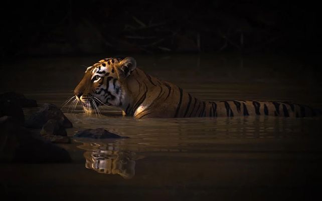 “Bath Time” por Nick Dale (Reino Unido)