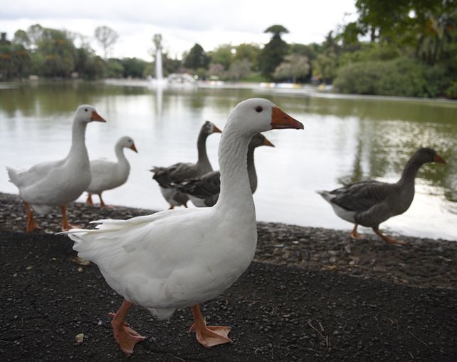 Menos animales. Denuncian falta de controles y limpieza en el lago. (Leonardo Vincenti)