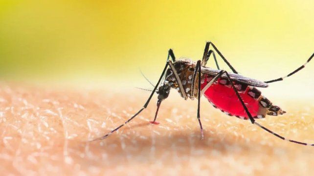 Los casos de dengue llegaron para quedarse.