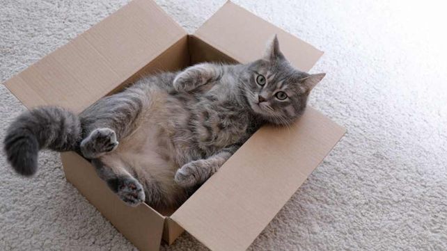 Los gatos son los animales más adoptados por los seres humanos