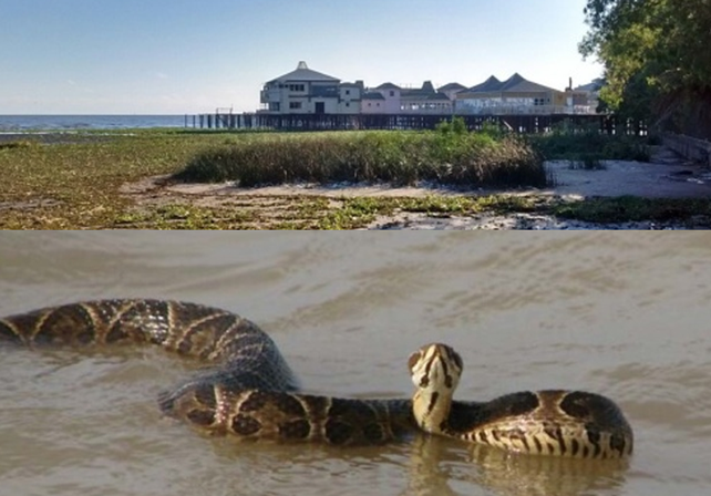 Cerraron la costa de Quilmes por una invasión de culebras