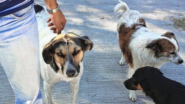 Día del Perros Callejero: Ellos no eligen estar en la calle