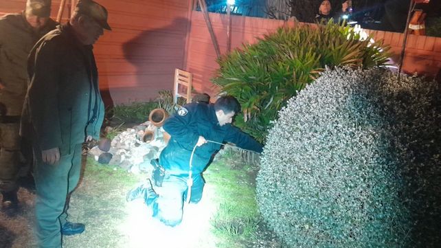 Rescatan a un puma que apareció en el patio de una casa en Las Rosas