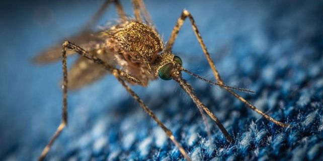 Oropouche, el virus detectado en América Latina, ya produjo las primeras muertes