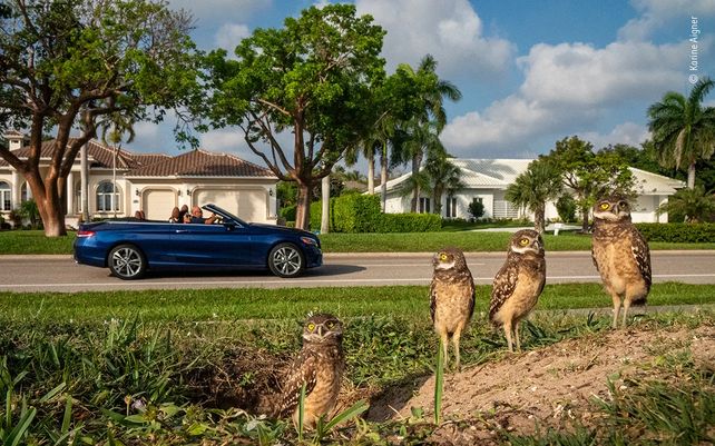 Vida silvestre 2020, lo mejor en imágenes
