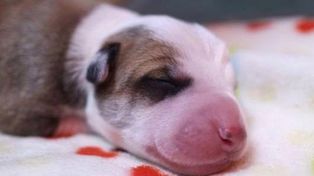 Como no pudo superar la pérdida, una familia clonó a su perro fallecido