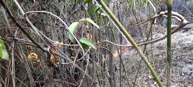 Los bomberos santafesinos trabajan intensamente para salvar selva autóctona