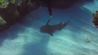 Instructor de buceo se arriesga para ayudar a un tiburón que tenía clavado un cuchillo