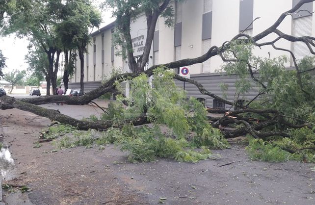La rama cayó producto de los fuertes vientos por la tormenta de la madrugada.