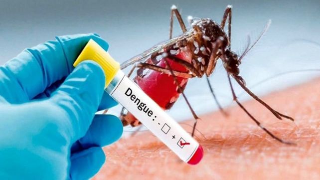 Transmisor. Cada hembra del mosquito Aedes aegypti pone entre 100 y 400 huevos.