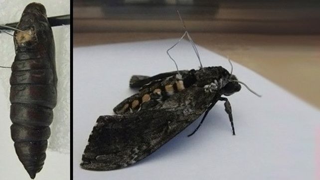 Las nuevas polillas espías que prepara el Pentágono