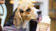 La heladería Cantabria fabrica cremas tradicionales, pero también tiene su versión para mascotas.
