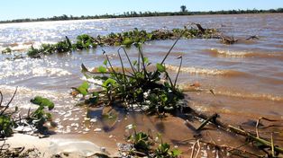 El Paraná sigue bajando y 11 familias volvieron a sus hogares