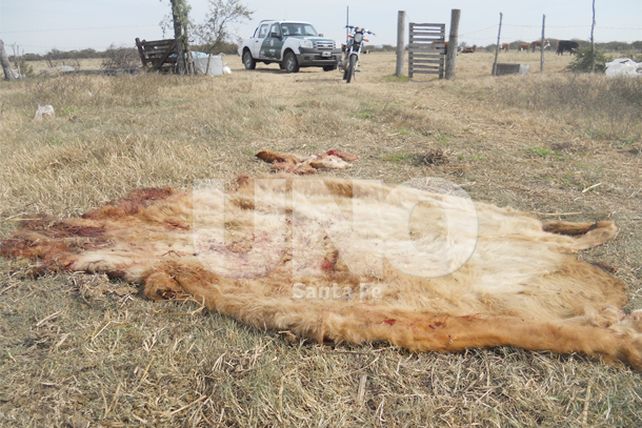 Secuestran ocho armas y 12 carpinchos depredados de la fauna autóctona