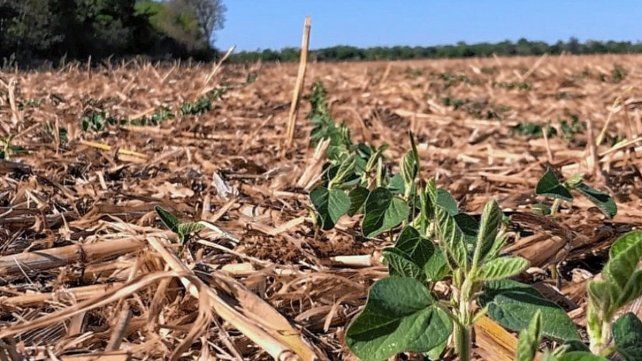Nuevas estimaciones hablan de la campaña de soja más baja en 14 años a causa de la sequía