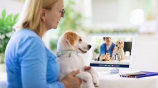 Televeterinarios online: una app de atención virtual 24 horas para mascotas