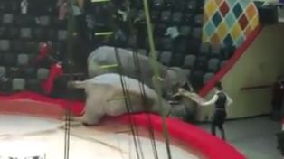 Video: suspenden una función de circo por una espectacular pelea entre dos elefantas