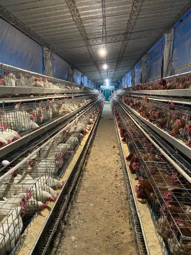 En el establecimiento avícola de Omar Lamarchesina se producen alrededor de 4 mil huevos diarios que coloca en el mercado rápidamente.