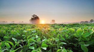 Escenarios granarios para el 2024