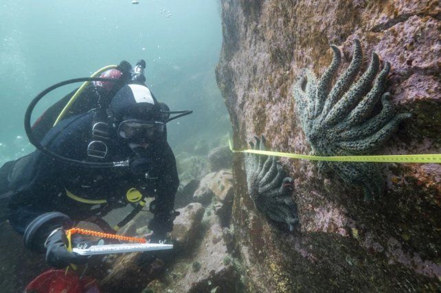 Murieron 5.000 millones de estrellas de mar y científicos creen saber por qué