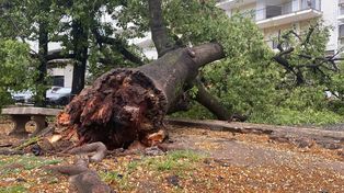 A huge tree collapsed in the Martin neighborhood after the strong storm of water and wind