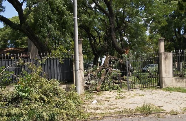 Cayó la rama de un árbol del Liceo sobre tres personas que caminaban por la vereda