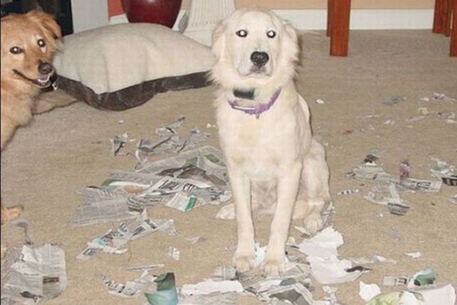 Mascotas infraganti: fotos de lo que ellos hacen cuando vos no estás