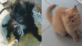 Convocan a un encuentro de mascotas perdidas