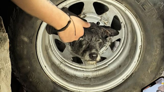 El perro quedó atrapado en la rueda.&nbsp;