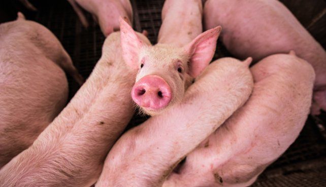 El sector porcino nacional viene creciendo a una tasa promedio del 6% en los últimos 10 años en faena.
