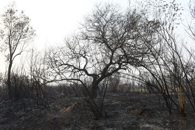 La extrema sequía retrasa la recuperación del suelo
