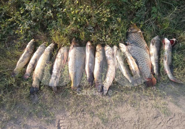 Procedimientos contra la depredación de la fauna autóctona en Santa Fe