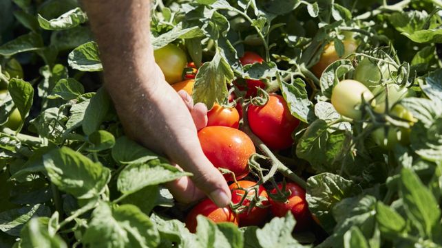 Yara mostrará su producción de tomates.