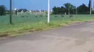 Los ciervos axis fueron captados en la zona del Seminario de Paraná. Los animales deambulaban en busca de alimento.&nbsp;