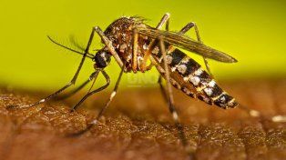 Un paciente con antecedente de viaje a Brasil fue diagnosticado con dengue DEN-2 y evolucionó favorablemente.