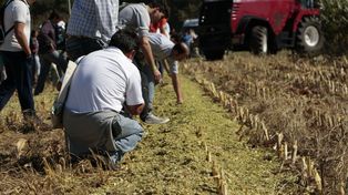 La Federación de Contratistas de Maquinaria Agrícola auguran un ciclo en alza