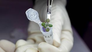 Crecieron plantas en suelo traído de la Luna