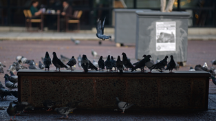 Los controladores de plagas señalaron que los problemas con las palomas se agravan cada año.