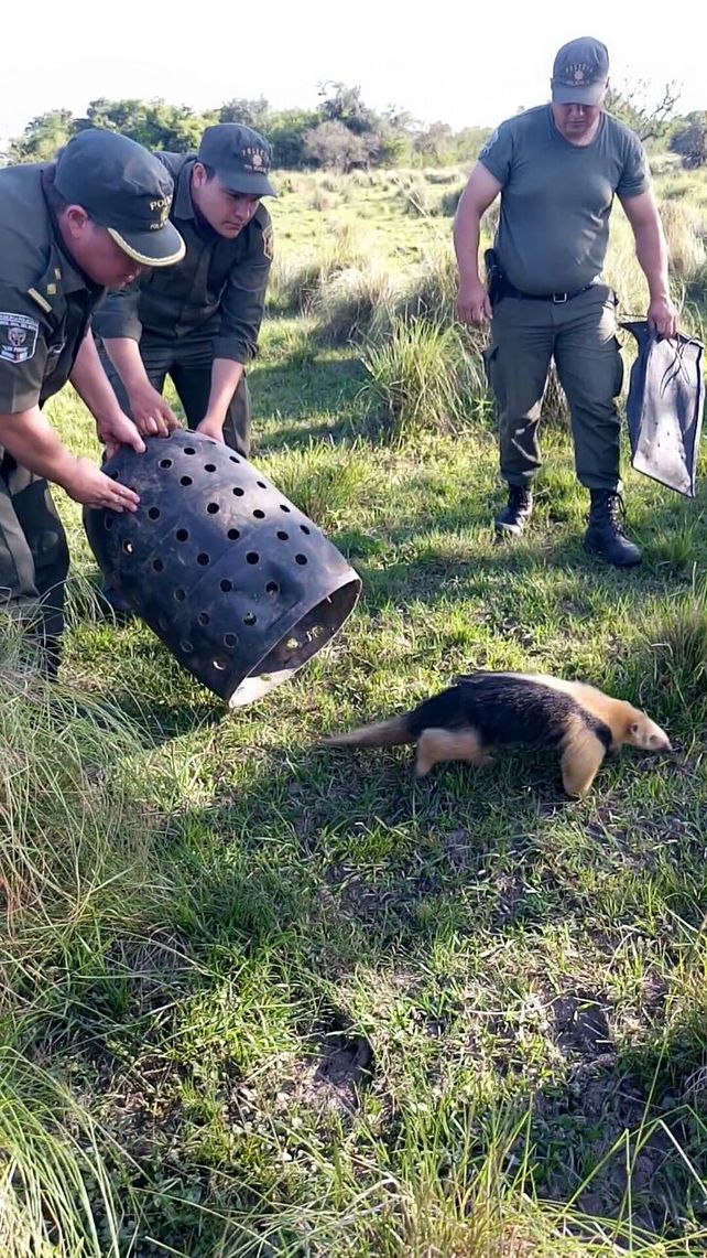 Un santafesino encontró a un oso hormiguero frente a su casa