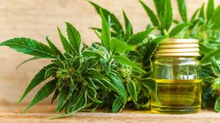 La Justicia federal santafesina avaló el autocultivo de cannabis
