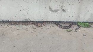 Rescatan una serpiente ñacaniná de dos metros en el Parque Sur