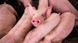 El cerdo es el mejor socio de la carne vacuna