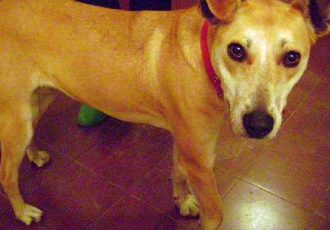 Condenado por atar a su perra al paragolpes de su camioneta y arrastrarla