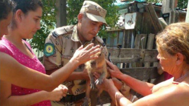 Colón: rescataron una cría de carpincho tras denuncia anónima