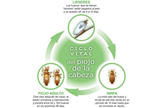 En verano, los piojos también van a la colonia de vacaciones
