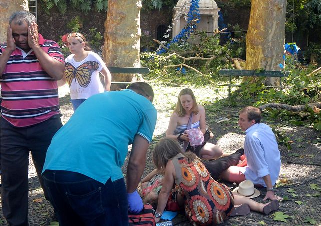 Pavoroso. El enorme roble cayó repentinamente y desató la tragedia.